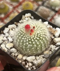 Blooming Cactus 2.5'' pot