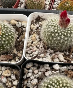 Blooming Cactus 2.5'' pot