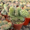 Blue Candle Crested Cactus 4/6/8 inch Pot - Rare Succulent Plant