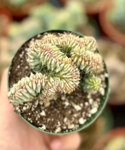 Blue Candle Crested Cactus 4/6/8 inch Pot - Rare Succulent Plant