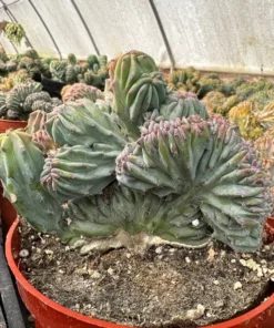 Blue Candle Crested Cactus 4/6/8 inch Pot - Rare Succulent Plant