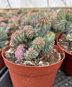 Blue Candle Crested Cactus 4/6/8 inch Pot - Rare Succulent Plant