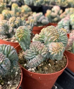 Blue Candle Crested Cactus 4/6/8 inch Pot - Rare Succulent Plant