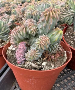 Blue Candle Crested Cactus 4/6/8 inch Pot - Rare Succulent Plant