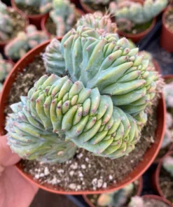 Blue Candle Crested Cactus 4/6/8 inch Pot - Rare Succulent Plant