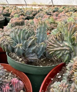 Blue Candle Crested Cactus 4/6/8 inch Pot - Rare Succulent Plant