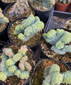 Blue Candle Crested Cactus 4/6/8 inch Pot - Rare Succulent Plant