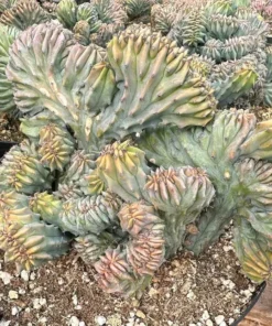 Blue Candle Crested Cactus 4/6/8 inch Pot - Rare Succulent Plant