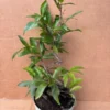 Bonsai Mai vang sieu nu. free shipping