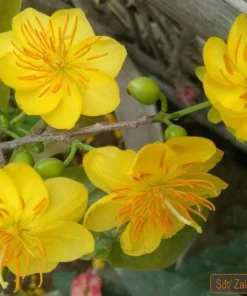 Bonsai Mai vang sieu nu. free shipping