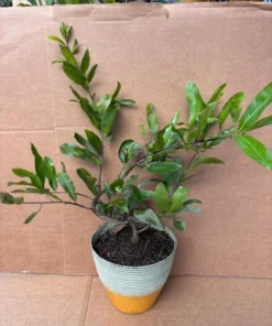 Bonsai Mai vang sieu nu. free shipping