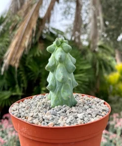 Boobie Cactus 4 inch Pot | Myrtillocactus Geometrizans | Rare Succulent Plant