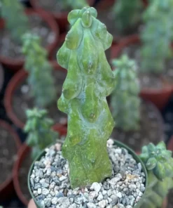 Boobie Cactus 4 inch Pot | Myrtillocactus Geometrizans | Rare Succulent Plant