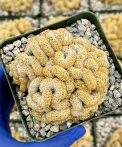 Brain Cactus Mammillaria elongata Cristata – Rare Crested Cactus in 4