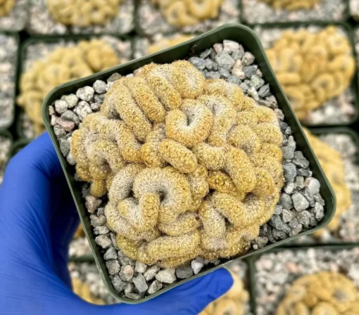 Brain Cactus Mammillaria elongata Cristata – Rare Crested Cactus in 4" Pot