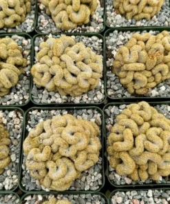 Brain Cactus Mammillaria elongata Cristata – Rare Crested Cactus in 4" Pot