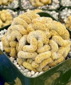 Brain Cactus Mammillaria elongata Cristata – Rare Crested Cactus in 4