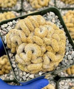 Brain Cactus Mammillaria elongata Cristata – Rare Crested Cactus in 4