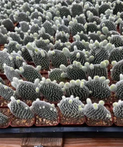 Bunny Ear Cactus Opuntia Microdasys Live Plant 2"/4" Pot Succulent