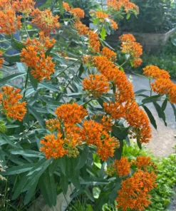 Butterfly Weed Plant Asclepias Tuberosa - 10 Bare Root Plants - Native Wildflower
