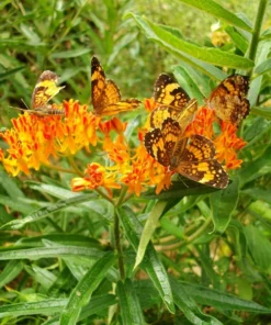 Butterfly Weed Plant Asclepias Tuberosa - 10 Bare Root Plants - Native Wildflower
