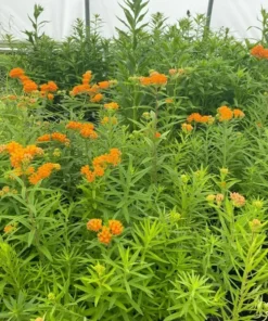 Butterfly Weed Plant Asclepias Tuberosa - 10 Bare Root Plants - Native Wildflower