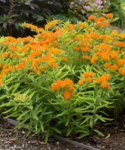 Butterfly Weed Plant Asclepias Tuberosa - 10 Bare Root Plants - Native Wildflower