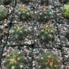 Cactiandexotica Gymnocalycium Saglionis Cactus 3" Pot Green Live Plant