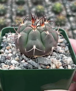Cactiandexotica Gymnocalycium Saglionis Cactus 3" Pot Green Live Plant