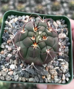 Cactiandexotica Gymnocalycium Saglionis Cactus 3