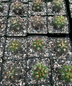 Cactiandexotica Gymnocalycium Saglionis Cactus 3