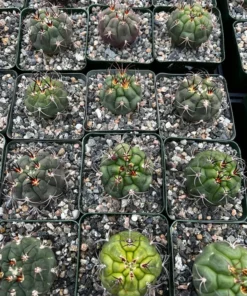 Cactiandexotica Gymnocalycium Saglionis Cactus 3