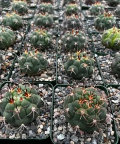 Cactiandexotica Gymnocalycium Saglionis Cactus 3