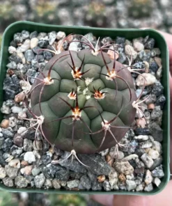 Cactiandexotica Gymnocalycium Saglionis Cactus 3