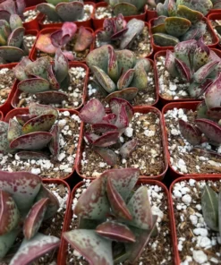 Calico Hearts Succulent 3" Pot | Rare Heart Plant - Indoor Decor