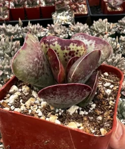 Calico Hearts Succulent 3