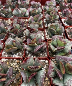 Calico Hearts Succulent 3