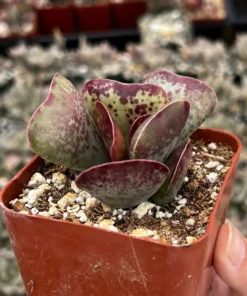 Calico Hearts Succulent 3