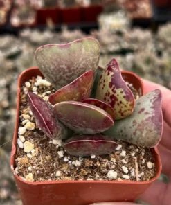 Calico Hearts Succulent 3