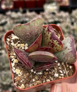 Calico Hearts Succulent 3