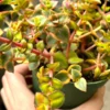 Calico Kitten Crassula Variegata Succulent Live Plant 2'' 4'' Pot