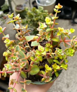 Calico Kitten Crassula Variegata Succulent Live Plant 2'' 4'' Pot