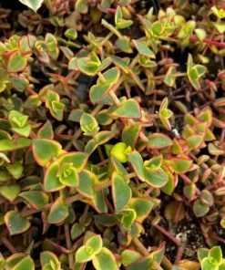 Calico Kitten Crassula Variegata Succulent Live Plant 2'' 4'' Pot