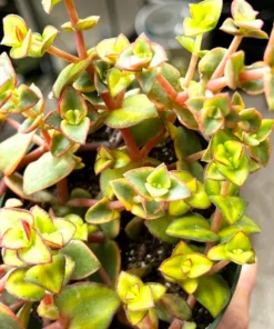 Calico Kitten Crassula Variegata Succulent Live Plant 2'' 4'' Pot