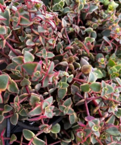 Calico Kitten Crassula Variegata Succulent Live Plant 2'' 4'' Pot