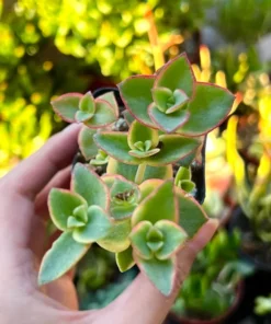 Calico Kitten Crassula Variegata Succulent Live Plant 2'' 4'' Pot