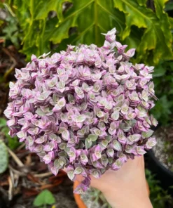 Callisia Repens, Pink Lady Plant, Pink Panther, Creeping Inch Plant, Turtle Vine, Pink Tradescantia, Cute Plant in 2", 4", 6" pot