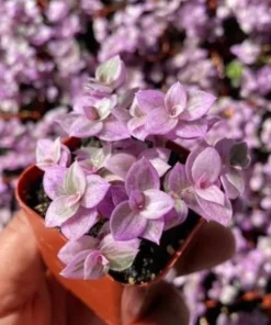 Callisia Repens, Pink Lady Plant, Pink Panther, Creeping Inch Plant, Turtle Vine, Pink Tradescantia, Cute Plant in 2