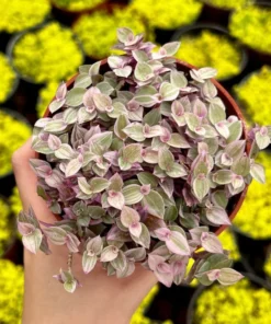 Callisia Repens, Pink Lady Plant, Pink Panther, Creeping Inch Plant, Turtle Vine, Pink Tradescantia, Cute Plant in 2