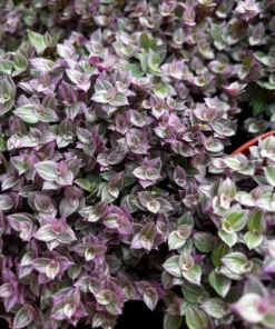 Callisia Repens, Pink Lady Plant, Pink Panther, Creeping Inch Plant, Turtle Vine, Pink Tradescantia, Cute Plant in 2
